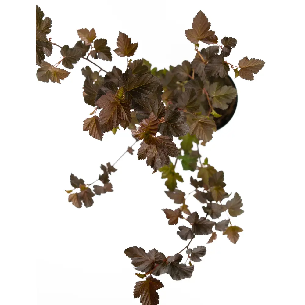 Пузыреплодник Diablo от Santreyd - декоративный кустарник с бордовой листвой 84841633 STLM-1422975 - Вид №1