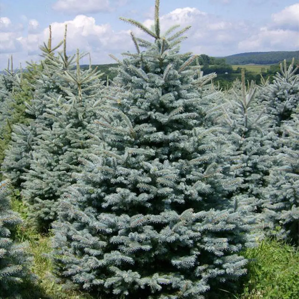 Ель колючая Глаука ø15 h40 см 84876361 STLM-2052633 Santreyd 