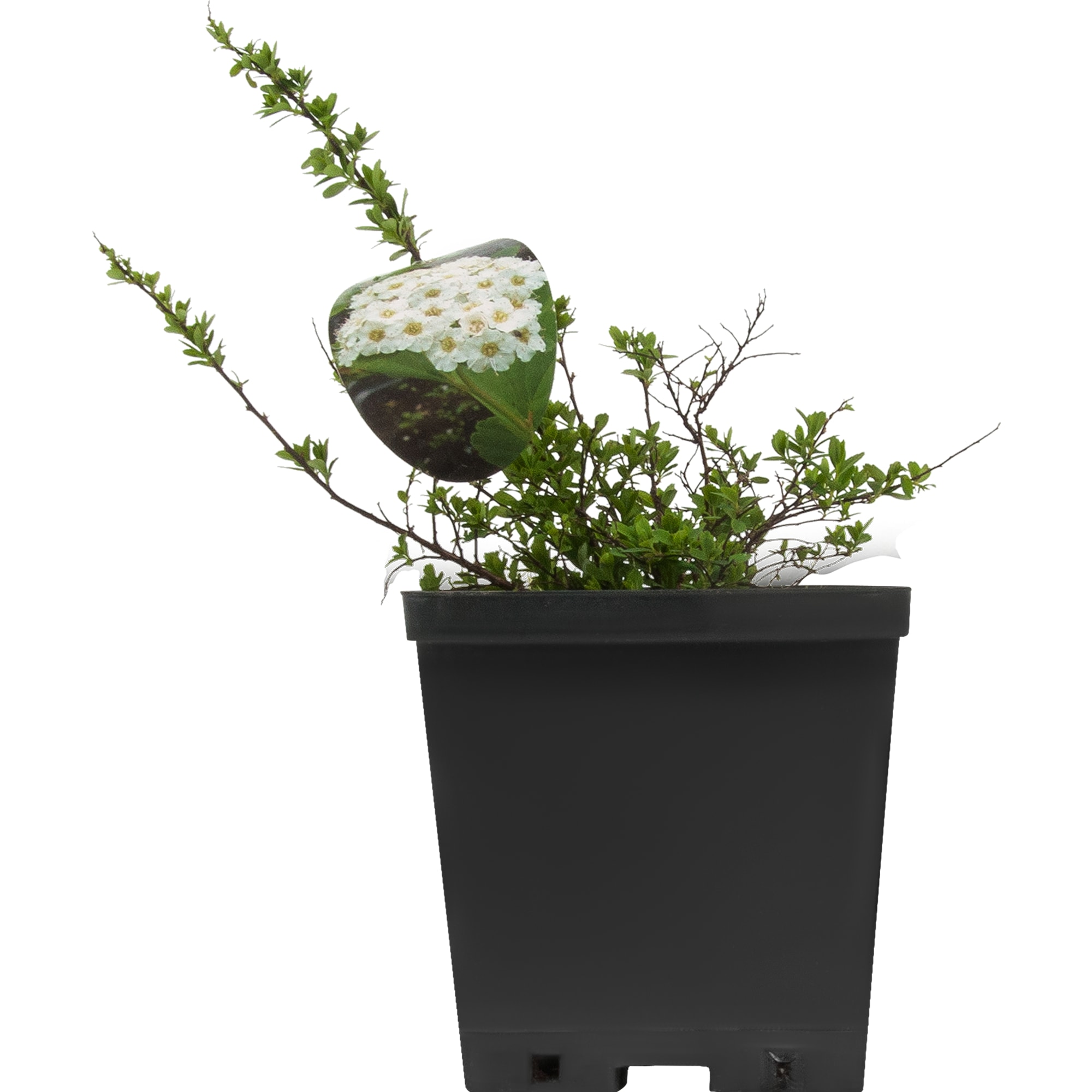 82595258 Спирея ниппонская «Флешенфуллер» 15x25 см Santreyd  - Вид №2