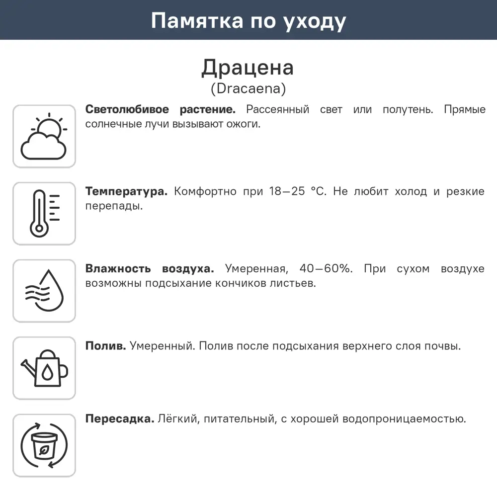 Драцена Вайт Джувел ø12 h20 см 87959803 STLM-2204995 Santreyd  - Вид №3