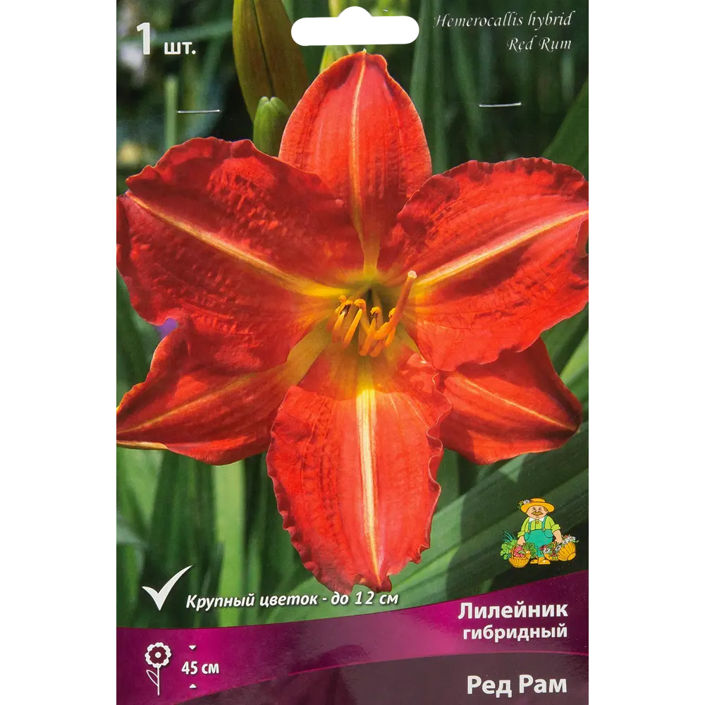 Лилейник гибридный Ред рам луковица I 88295009 STLM-2205407 Santreyd 