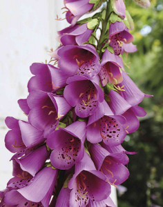 3223 222 a3 Наперстянки искусственные (Digitalis), 127 см, темно-фиолетовые H-andreas