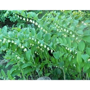 Купена многоцветковая микс h20 см 84872999 STLM-2199369