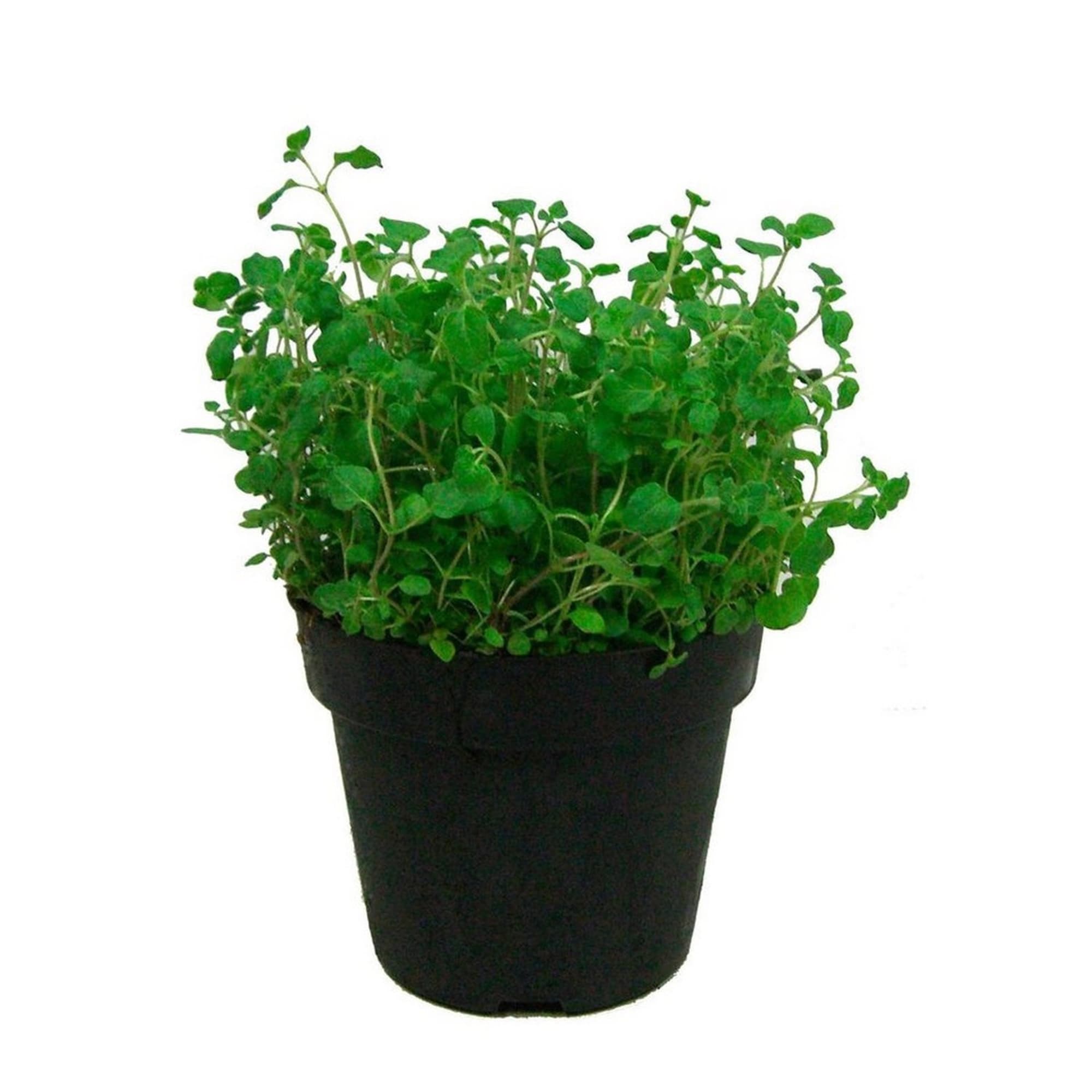 82585498 Душица 15x20 см Santreyd  - Вид №1