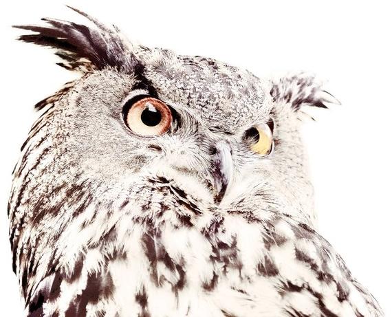 Groovy Magnets Магнитные обои Animal Mbp-127-o - Вид №1