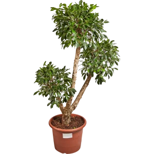Фикус Нитида 45x160 см 82849690 STLM-2005188