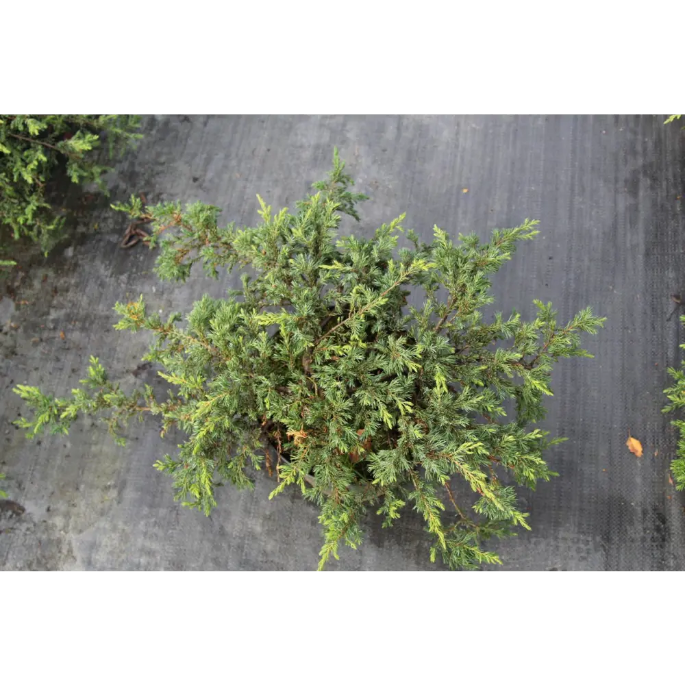 Можжевельник обыкновенная Репанда ø13 h20 - 25 см 87691100 STLM-2140199 PLANTMARKET 