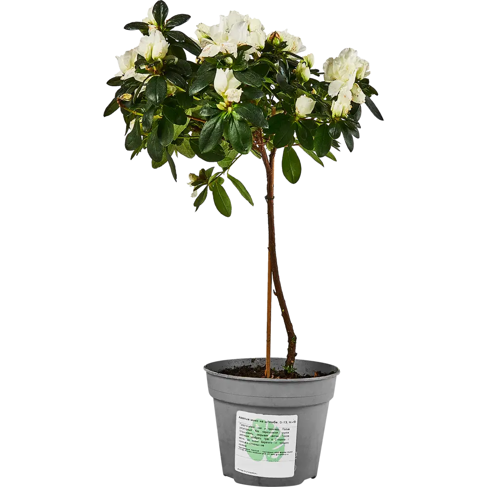 Santreyd Азалия микс - вечнозеленый кустарник с красными махровыми цветами 89352848 STLM-0949706