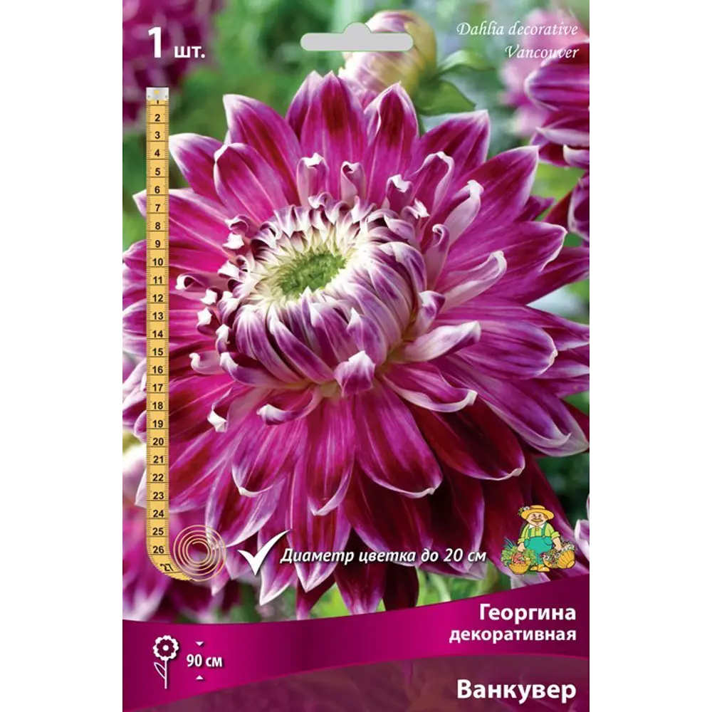 Георгина декоративная Ванкувер луковица I 83593756 STLM-2181839 Santreyd 