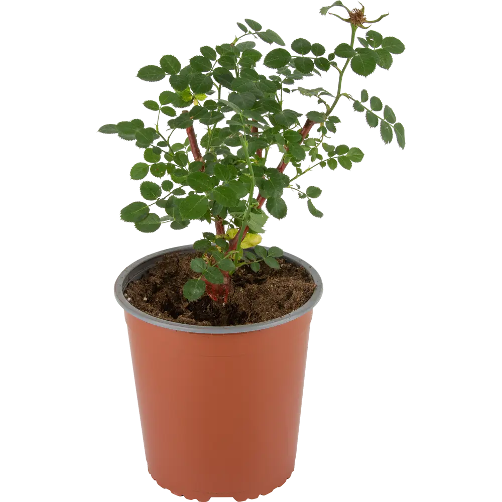 Santreyd Роза парковая канадская «Ж.П.Коннел» с кремово-желтыми цветами 18475178 STLM-0010940 - Вид №1