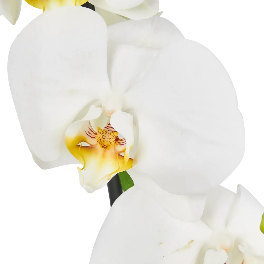 Santreyd Фаленопсис — изящная орхидея с двумя цветоносами 86749969 STLM-0071221 - Вид №4