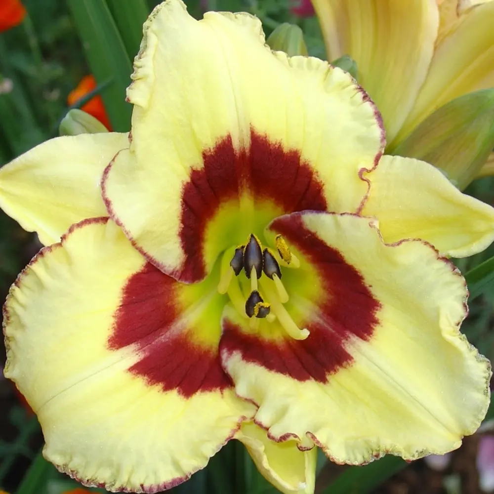 Лилейник «El Desperado I» GEOLIA STLM-2050931