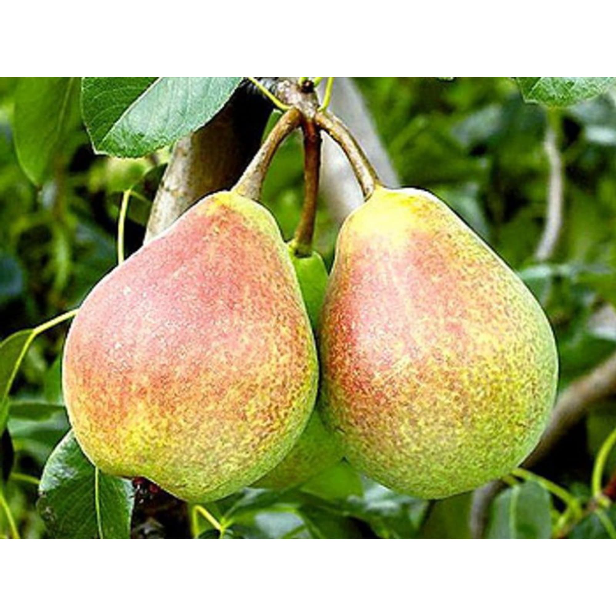 82601716 Груша «Московская ранняя» 3-5 л высота 100 см Santreyd 