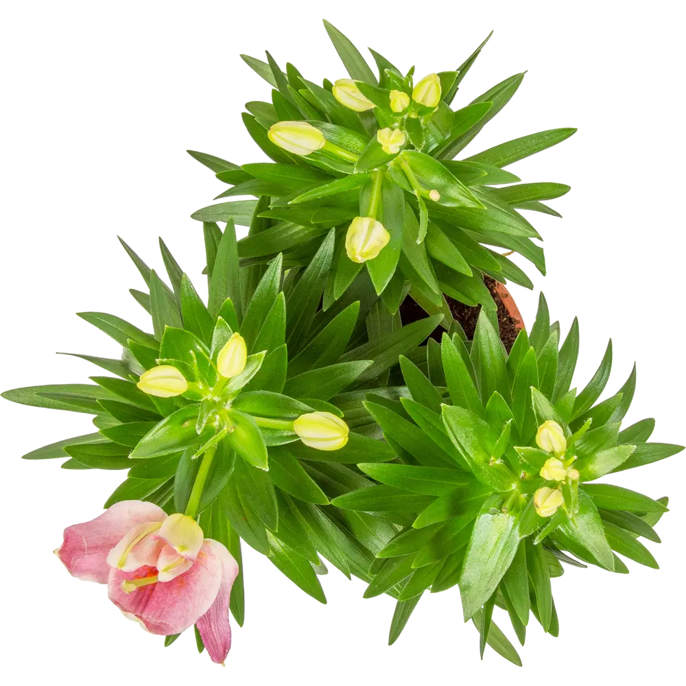 Лилия Сувенир от Santreyd - ароматный многолетник для сада и интерьера 14750494 STLM-1329185 - Вид №1