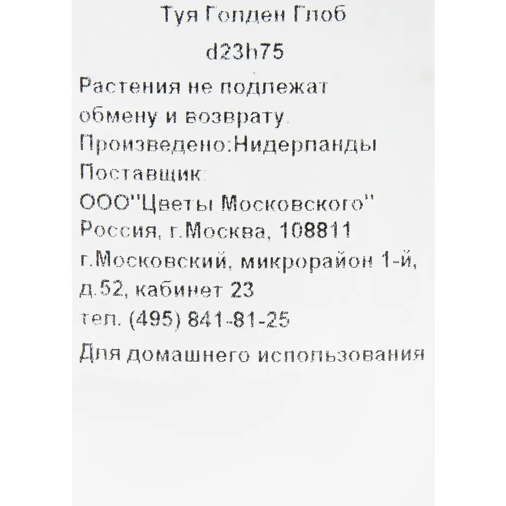 Туя шаровидная Голден Глобе 23x75 см 82384018 STLM-2051514 Santreyd  - Вид №1