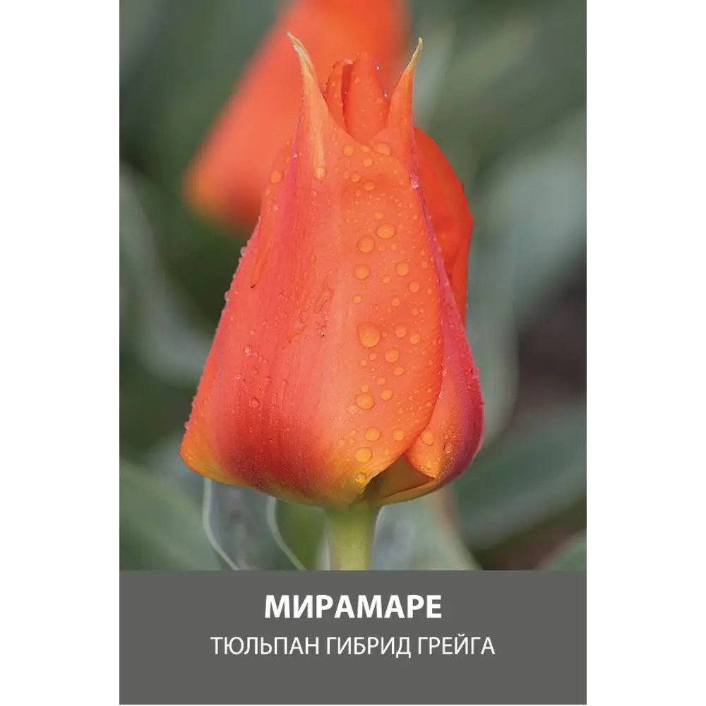 Тюльпан гибрид Грейга Мирамаре луковицы 10/11 89432924 STLM-2182482 Santreyd 