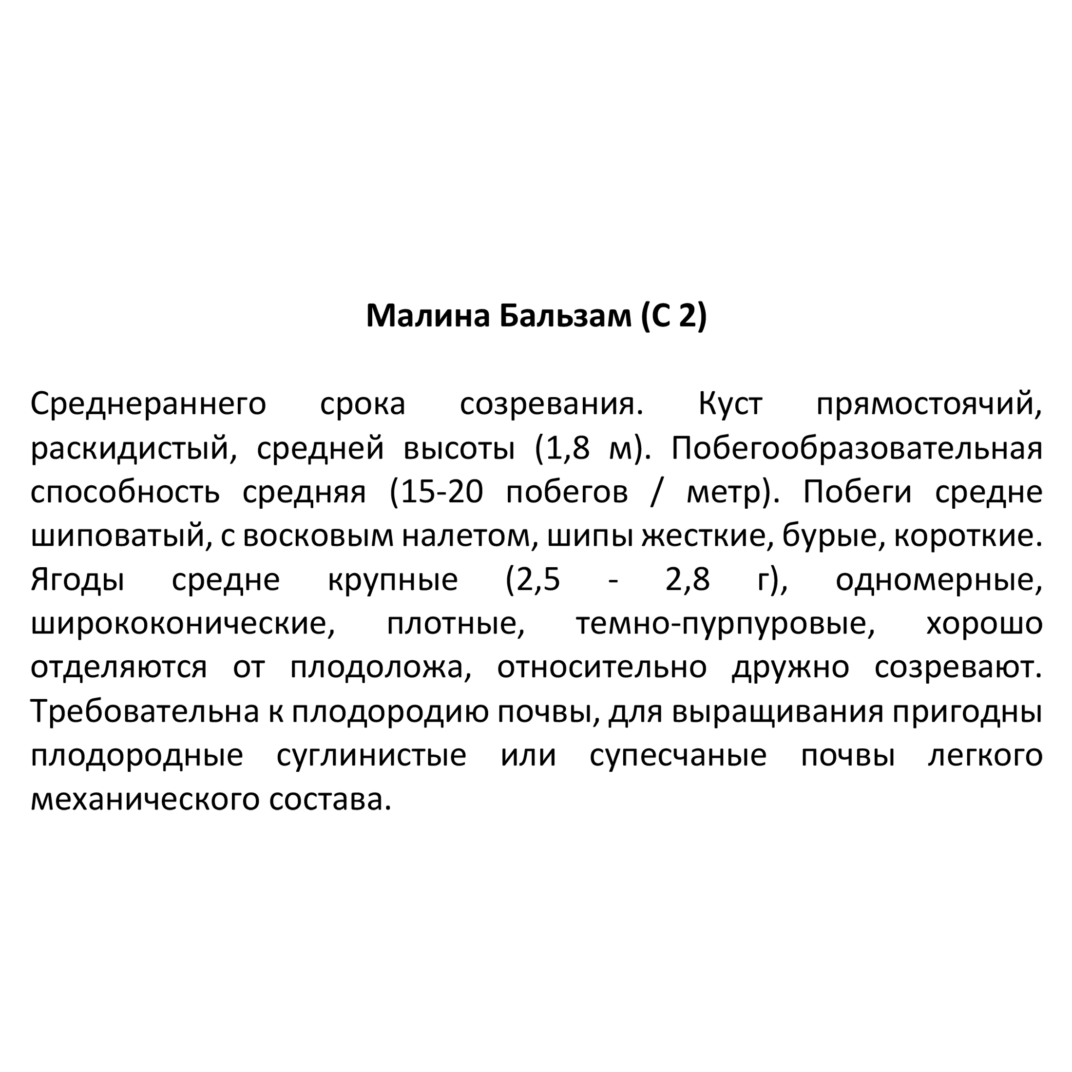 Саженец малины Santreyd - традиционные сорта в контейнере V2-3л 17897395 STLM-0008950 - Вид №2