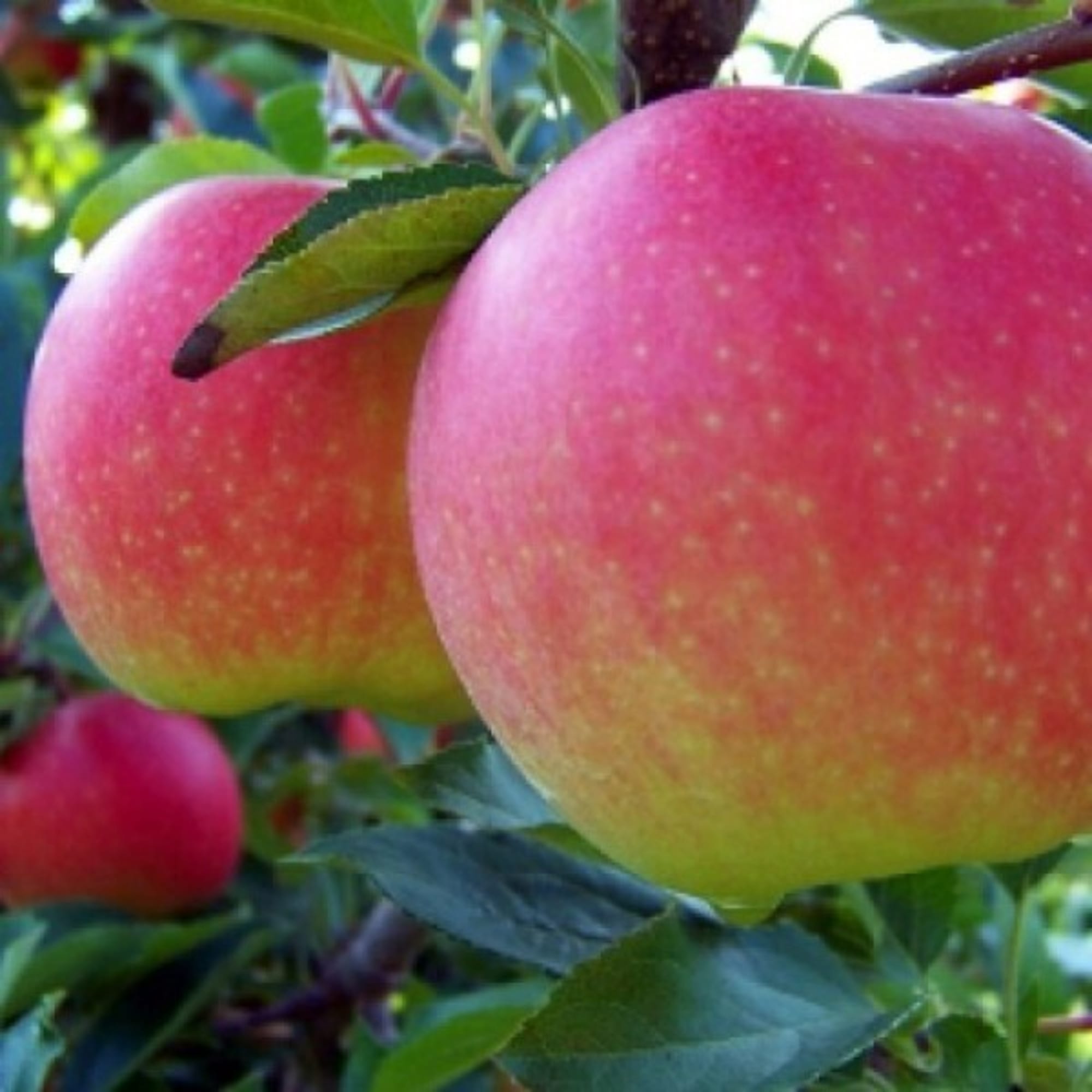 82601736 Яблоня домашняя «Гала Маст» 3-5 л высота 100-180 см Santreyd  - Вид №3