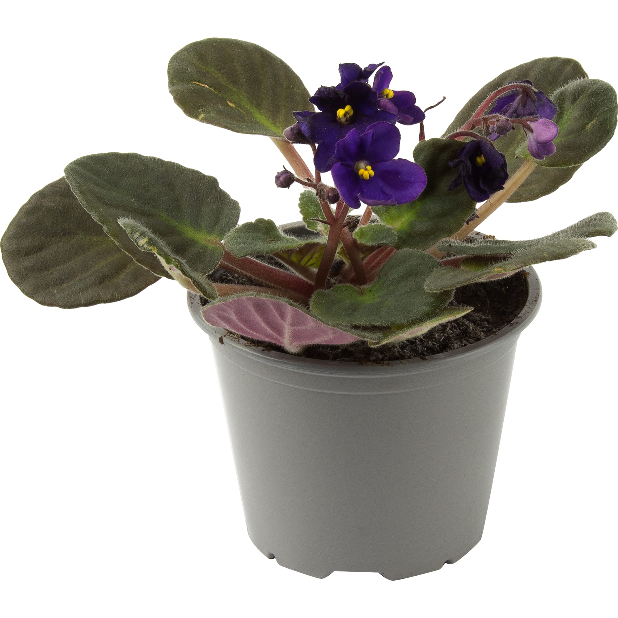 82579748 Фиалка микс d9 h20 Santreyd 