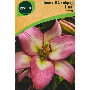 Лилия Geolia ла-гибрид Самур 86408633 STLM-2192270