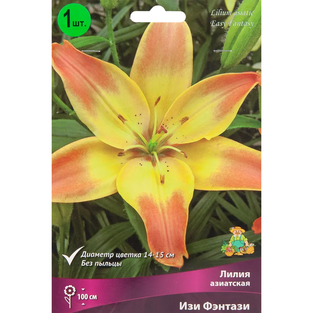 Лилия азиатская Изи Фэнтази 85205813 STLM-2212625 ПОИСК 