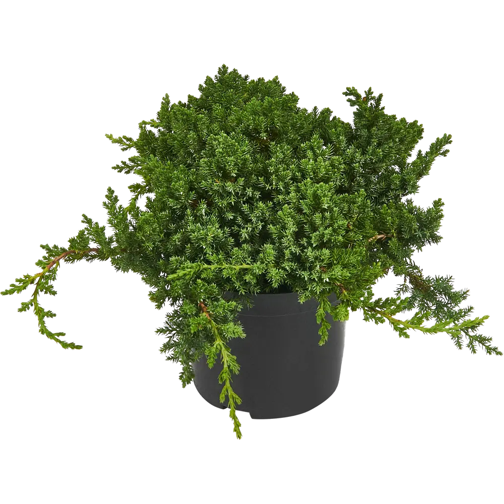 Можжевельник лежачий Нана ø19 h30 см 85440398 STLM-2210531 PLANTMARKET 