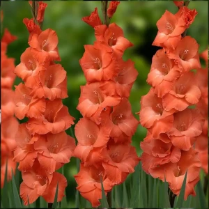 Гладиолус «Orange», 8х10 см