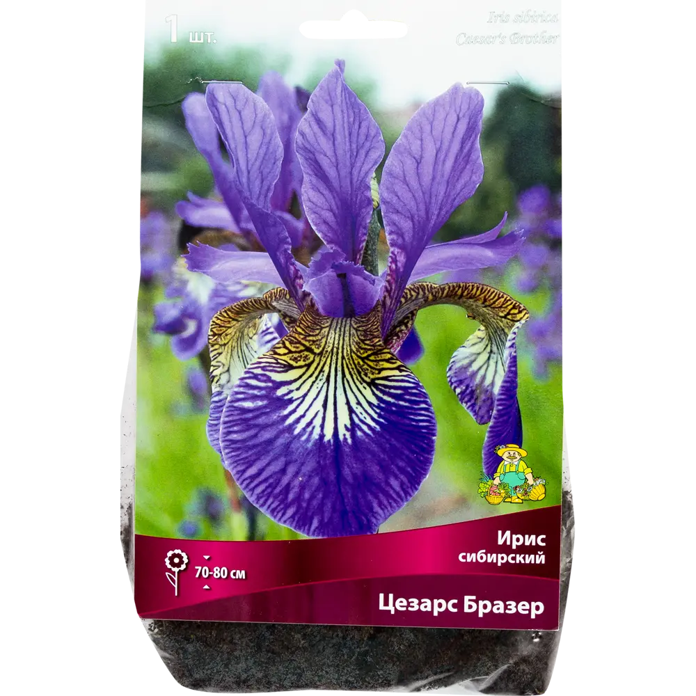 Ирис сибирский «Цезарс Бразе», размер луковицы I Santreyd STLM-2052762