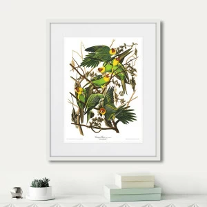 Картина в раме 52х42 см Carolina Parrot, 1841г. КАРТИНЫ В КВАРТИРУ  264485 Желтый;зеленый;разноцветный