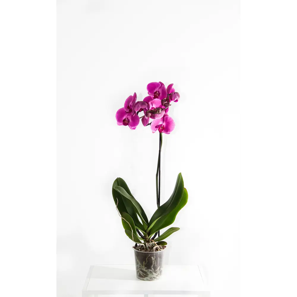 Орхидея Фаленопсис микс в горшке ø9 см 89440087 Santreyd STLM-1579421