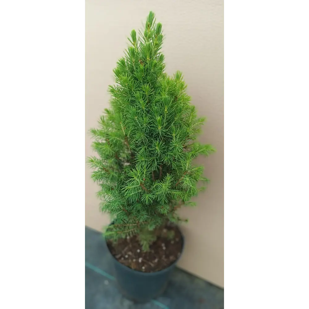 Ель Коника C2 h30-40 см Santreyd STLM-2134234 - Вид №2