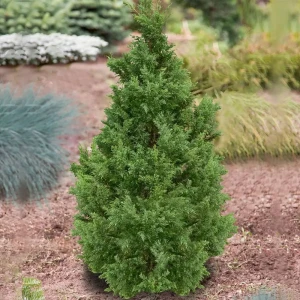 Кипарисовик тупой Драхт h15 см