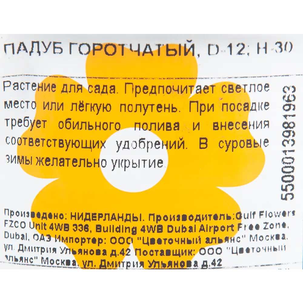 Падуб горотчатый 12x30 см 82853826 STLM-2191610 Santreyd  - Вид №1