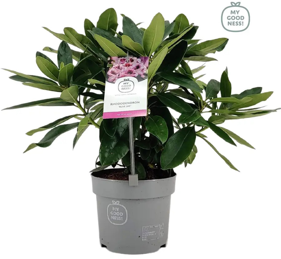 Рододендрон Santreyd микс - компактный кустарник для сада 89367678