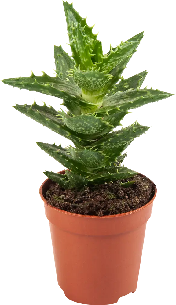 Santreyd Алоэ — комнатное растение с целебными свойствами 82579802