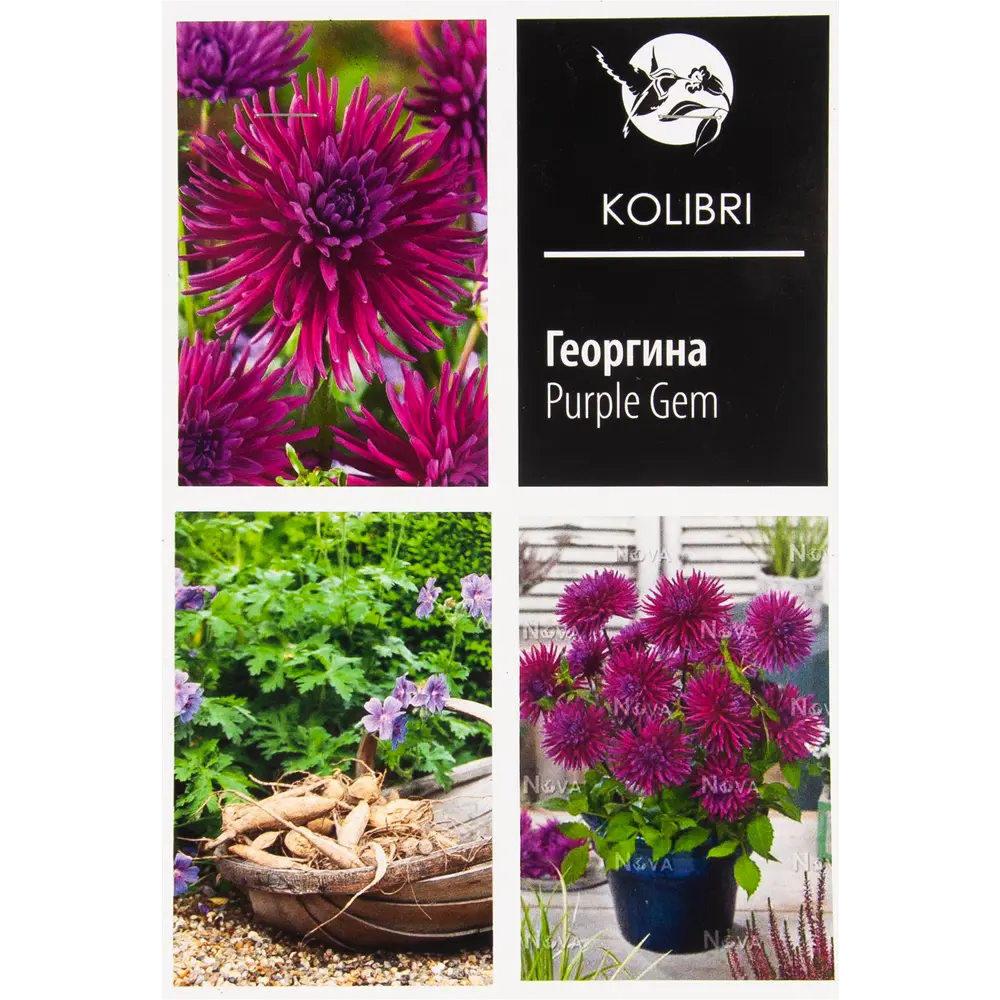 Георгина кактусовая «Пёрпл Джем» 82539331 STLM-2187643 КОЛИБРИ 