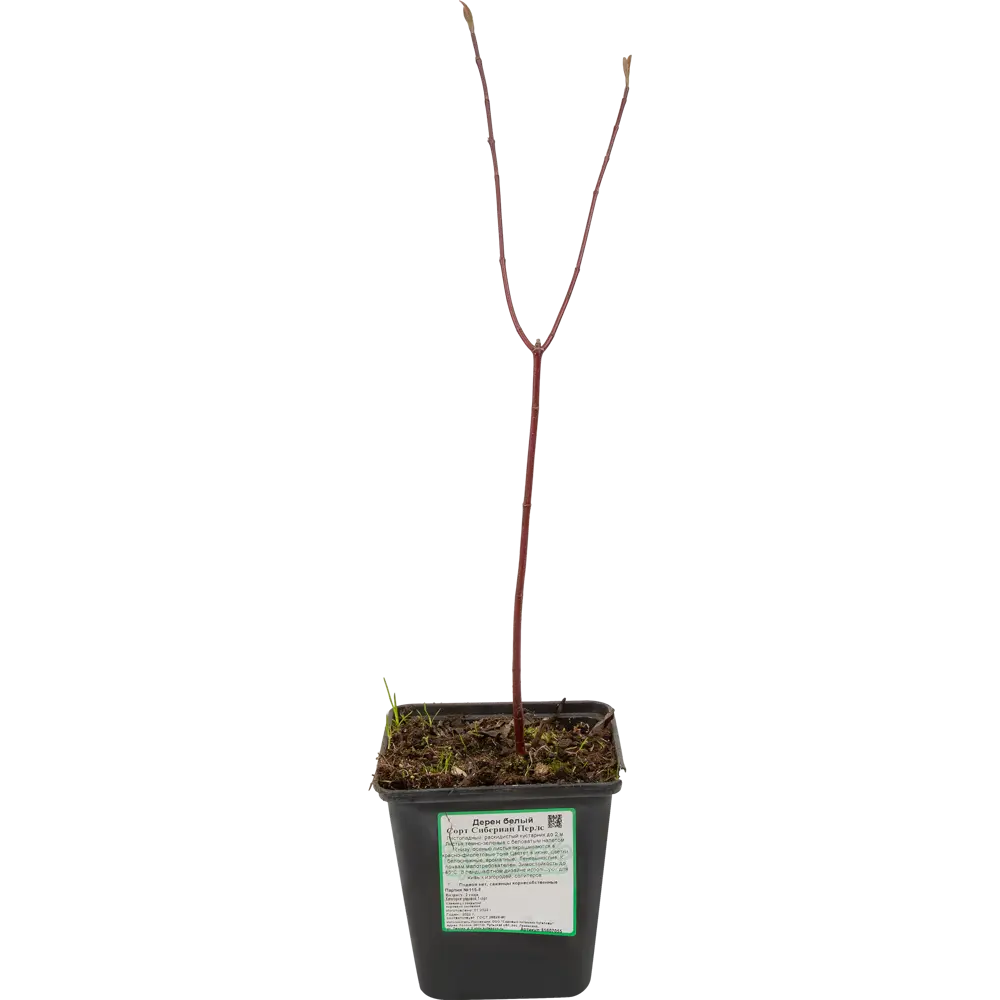 Santreyd Дерен белый Сибериан Перлс - декоративный кустарник с пестрой листвой 85607055 STLM-0064552 - Вид №1