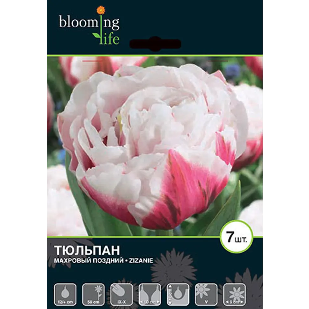Тюльпан поздний «Зизани», диаметр луковицы 40-45 мм, 7 шт. 82012404 STLM-2127199 Santreyd 