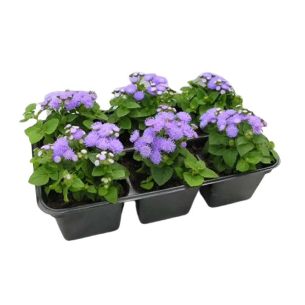 Баклажан микс ø12 h20 см Santreyd STLM-2017620