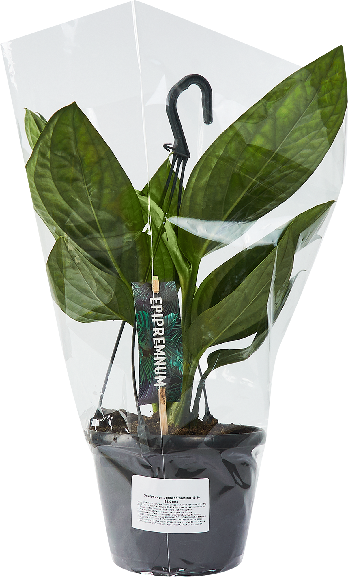 Эпипремнум Марбл Эппл Ханд Бас — комнатное растение с мраморной листвой 85324851 Santreyd STLM-0061464 - Вид №3