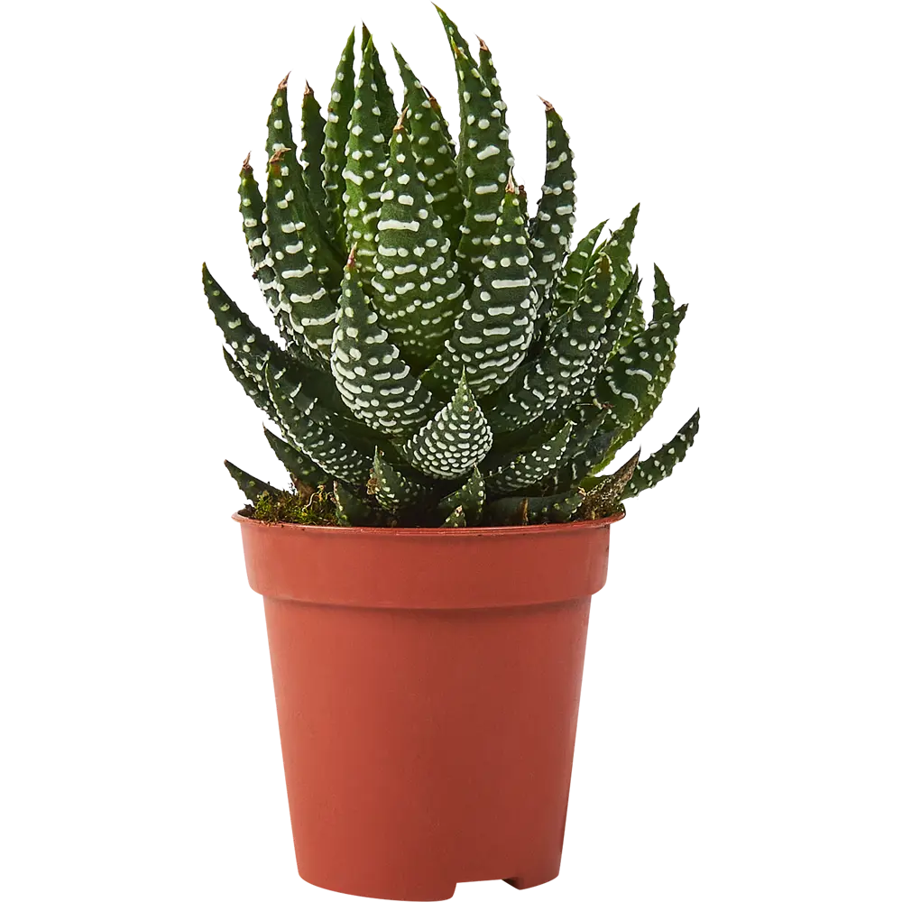 Santreyd Хаворция микс — суккулент для современного интерьера 85325019 STLM-0061569