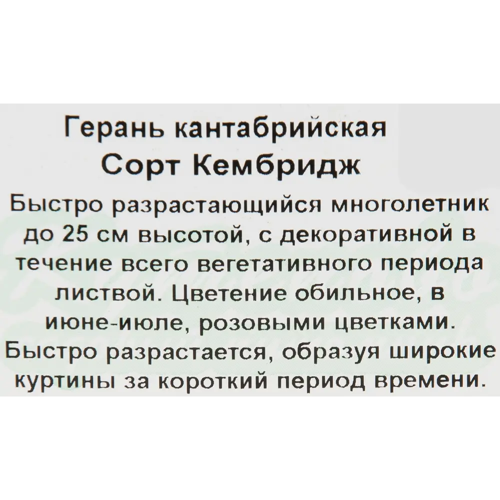 Герань кантабрийская «Кембридж» 15x20 см 82594845 STLM-2118806 Santreyd  - Вид №1