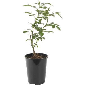 Роза почвопокровная «Бесси» 19x55 см 82625108 STLM-2113102