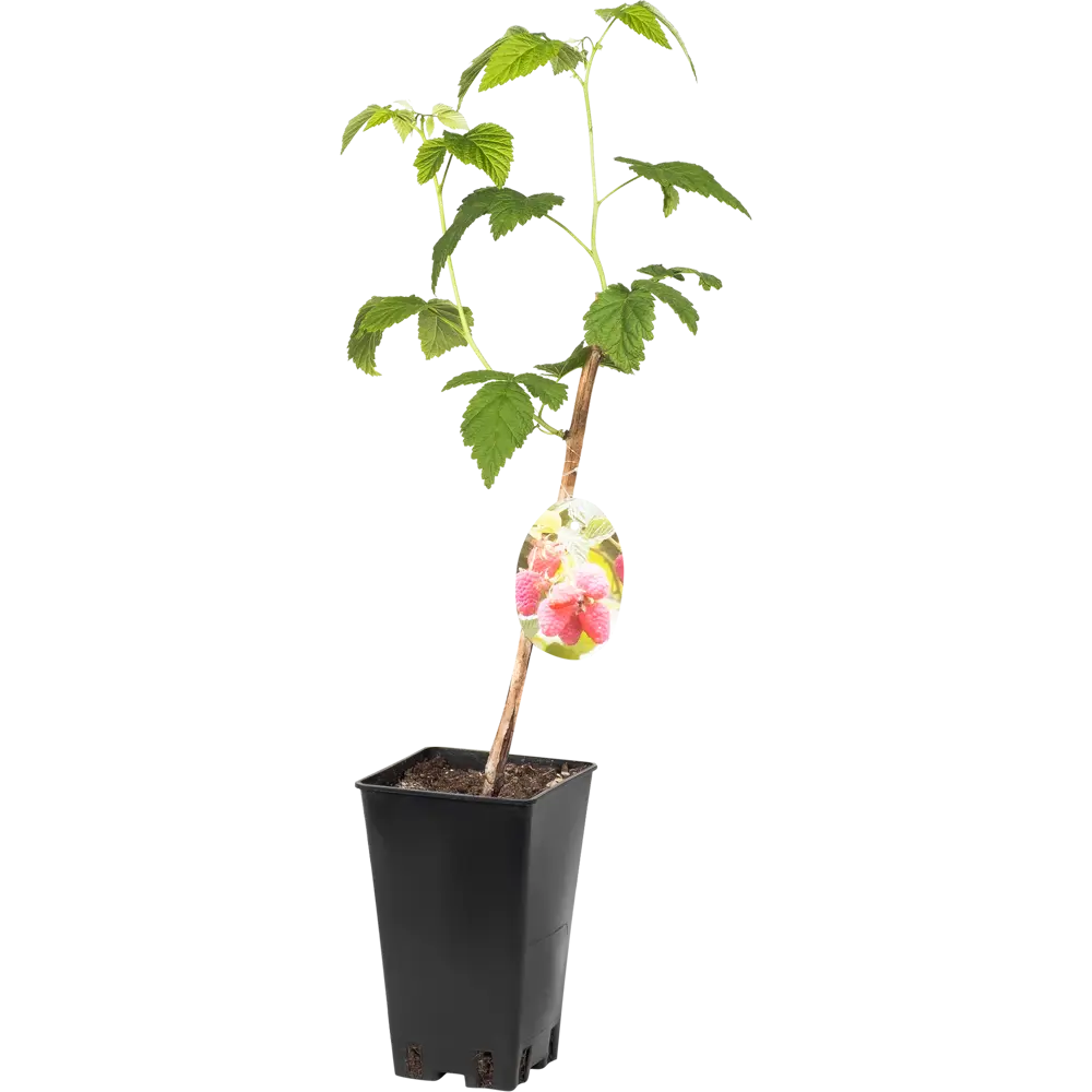 Саженец малины «Бабье лето» от Santreyd — урожайный сорт для сада 81954929 STLM-0955027