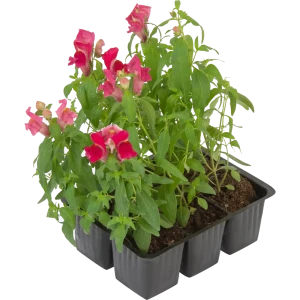 Рассада Антиринум h15 см, 6 шт. 83248298 STLM-2186379