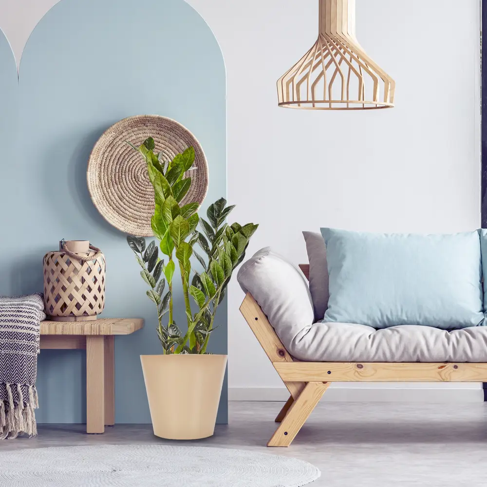 Santreyd Замиокулькас Супер Нова — изысканный темнолистный красавец для интерьера 82877352 STLM-1447402 - Вид №3