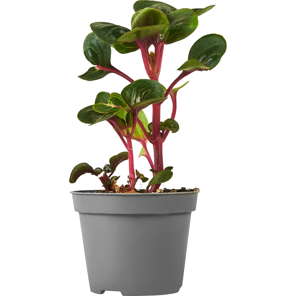Santreyd Ирезине Хербсти — декоративное растение с бордово-розовой листвой 87819672 STLM-0075875 - Вид №2