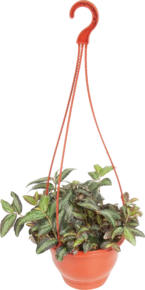 Santreyd Пеллиония Даво в кашпо - декоративное растение с бело-зелеными листьями 82649984