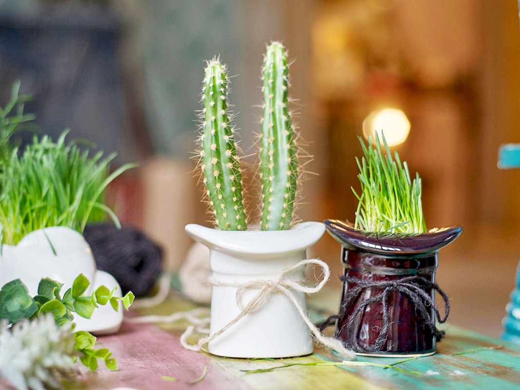 Набор для выращивания eco "Шляпа" ЭКОЧЕЛОВЕКИ  254588 Белый  - Вид №2