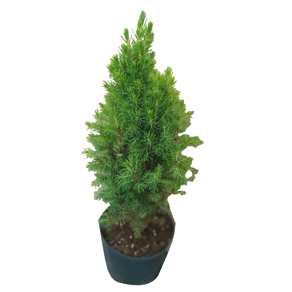 Ель Коника C2 h30-40 см Santreyd STLM-2134234